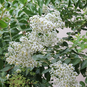 Crape Myrtle Natchez